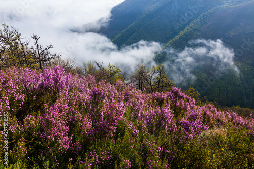 HEATHER (Erica australis), Fuentes del Narcea, Degaña e Ibias Natural Park, Asturias, Spain, Europe photo