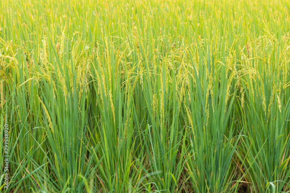 The rice plants yield in the paddy green field.