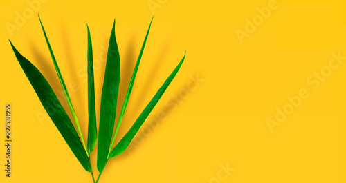 The leaves are beautiful, dark green, with a natural brightness. On a yellow background