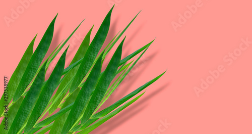 The leaves are beautiful  dark green  with a natural brightness. On a pink background
