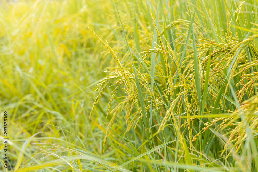 Rice field. Closeup of yellow paddy rice field with green leaf and Sunlight in the morning time. Rice field. Closeup of yellow paddy rice field with green leaf and Sunlight in the morning time.