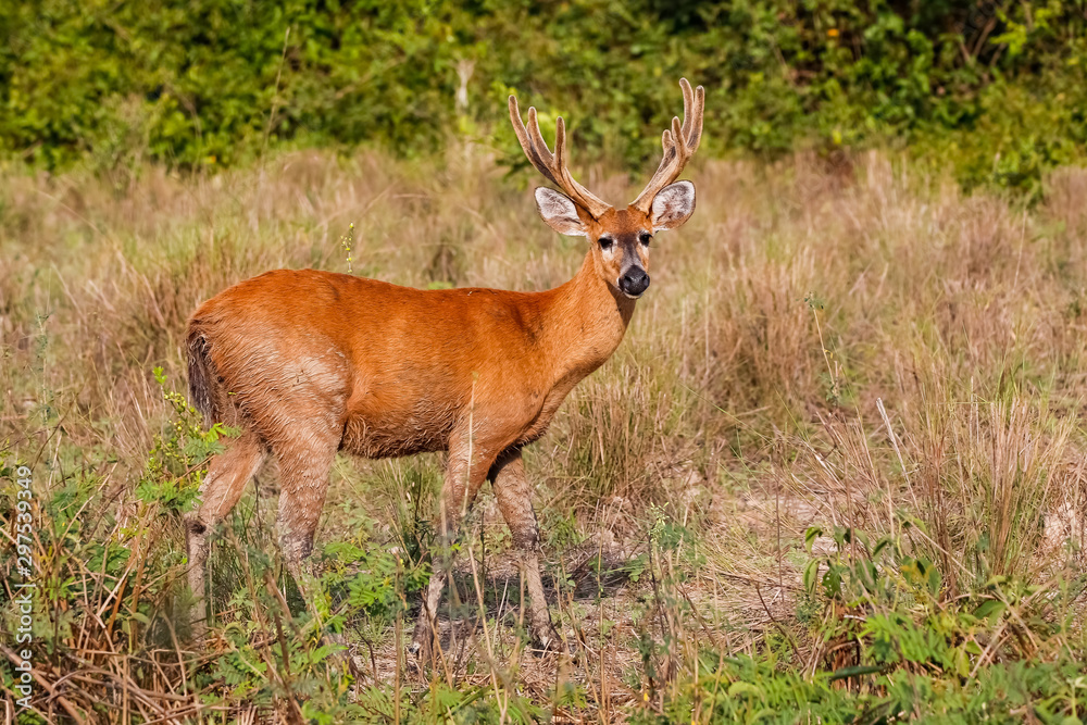 Pampa Deer with beautiful colored fur in the afternoon light on a dry  meadow, facing camera, Pantanal Wetlands, Mato Grosso, Brazil Stock Photo |  Adobe Stock