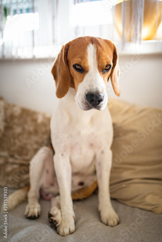 Portrait of purebred beagle dog sitting on couch in living room and looking at camera.