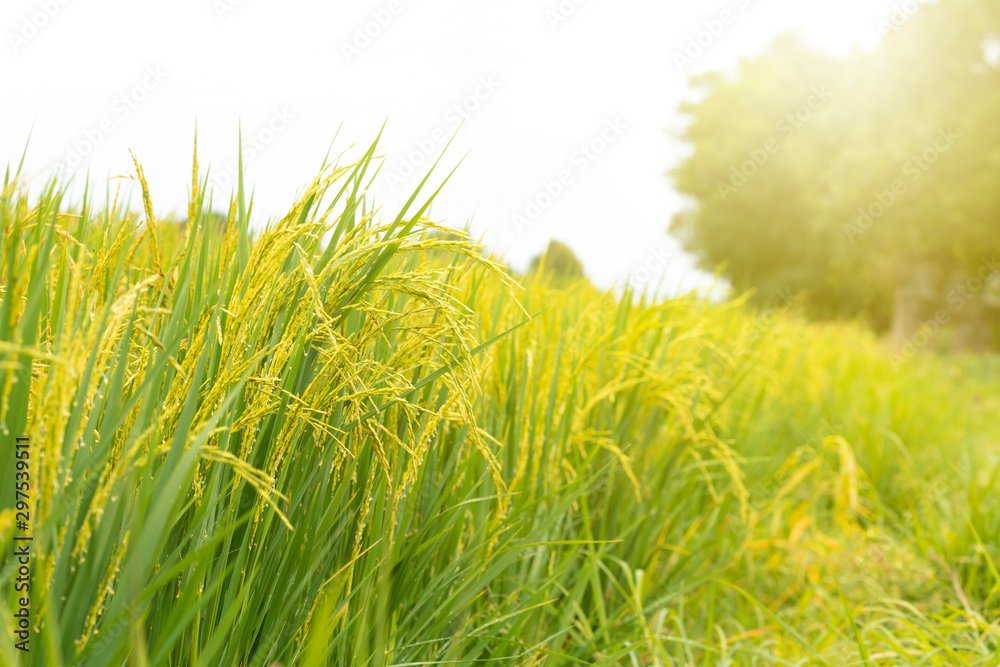Rice field. Closeup of yellow paddy rice field with green leaf and Sunlight in the morning time.