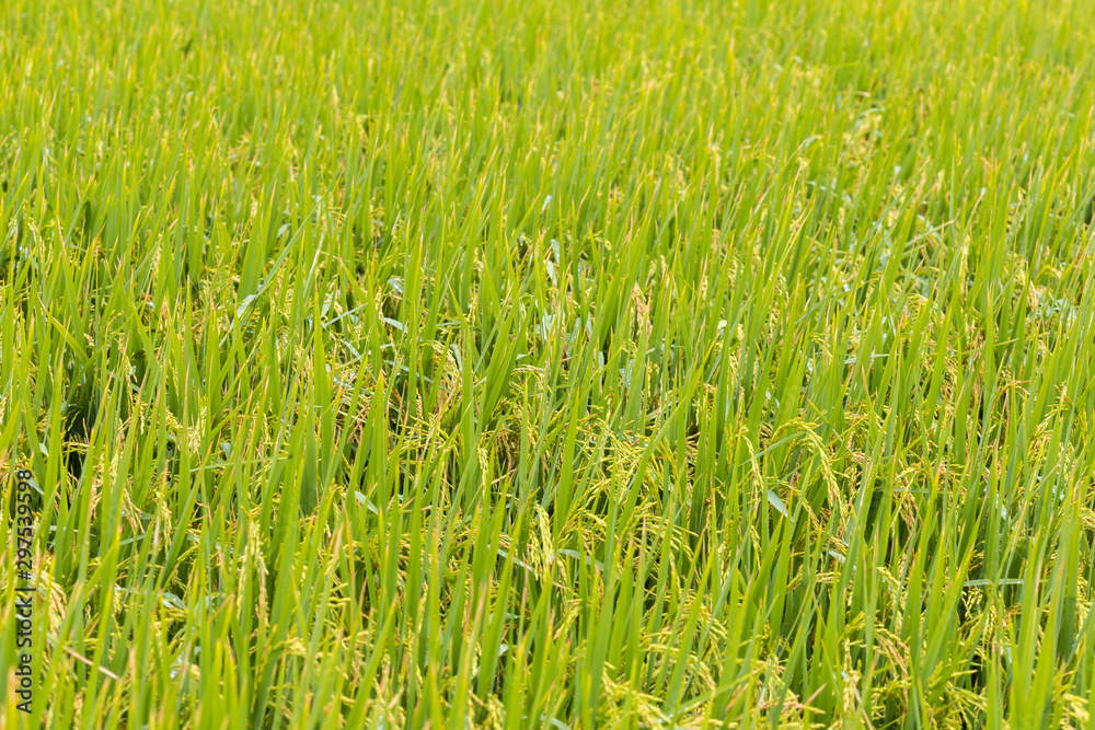 The rice plants yield in the paddy green field.