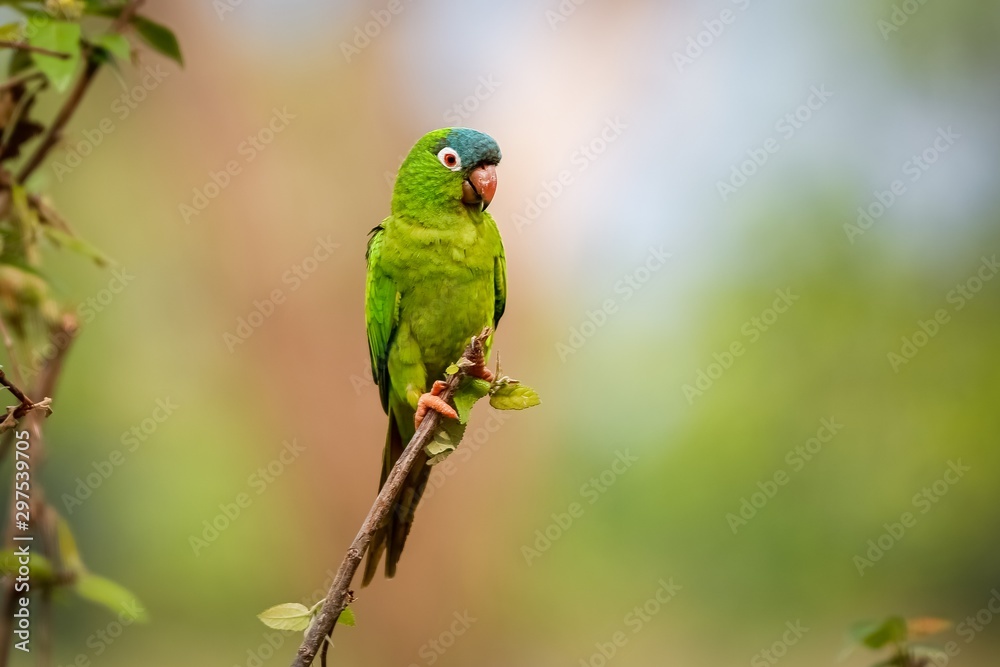 Colorful Blue-crowned Parakeet perched on a small branch against defocused background, looking to the right, Pantanal Wetlands, Mato Grosso, Brazil