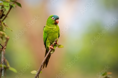 Colorful Blue-crowned Parakeet perched on a small branch against defocused background, looking to the right, Pantanal Wetlands, Mato Grosso, Brazil