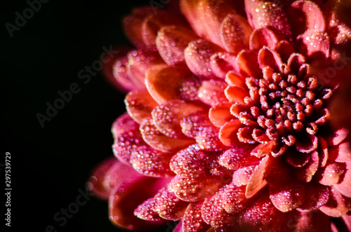 Red chrysanthemum flower close-up.. Drops of dew on the petals of autumn flowers.