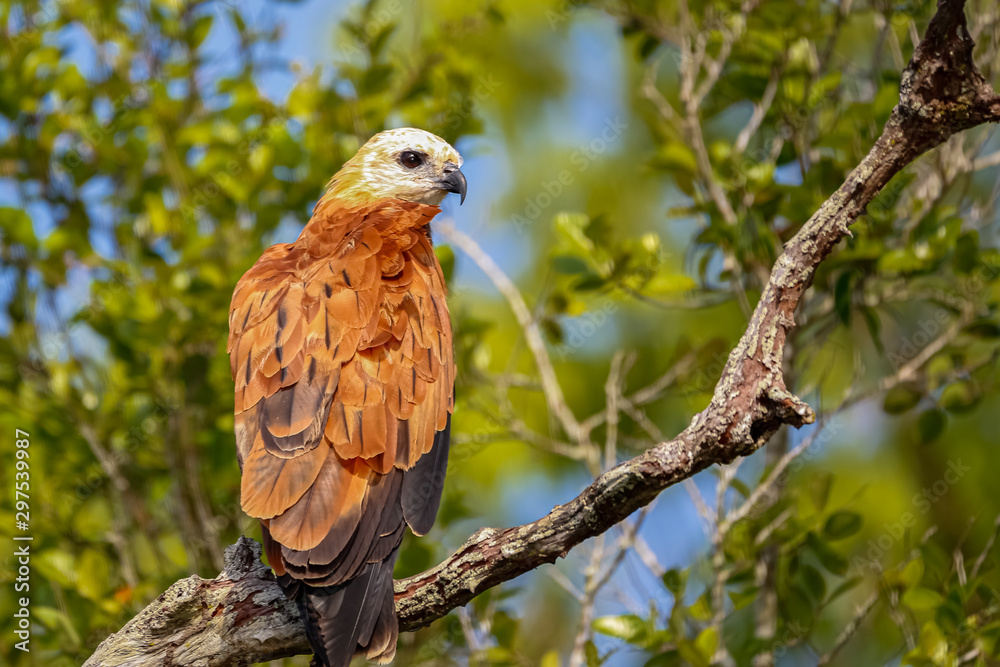 Black-collared Hawk perched on a tree branch against green background, Pantanal Wetlands, Mato Grosso, Brazil Black-collared Hawk perched on a tree branch against green background, Pantanal Wetlands, Mato Grosso, Brazil