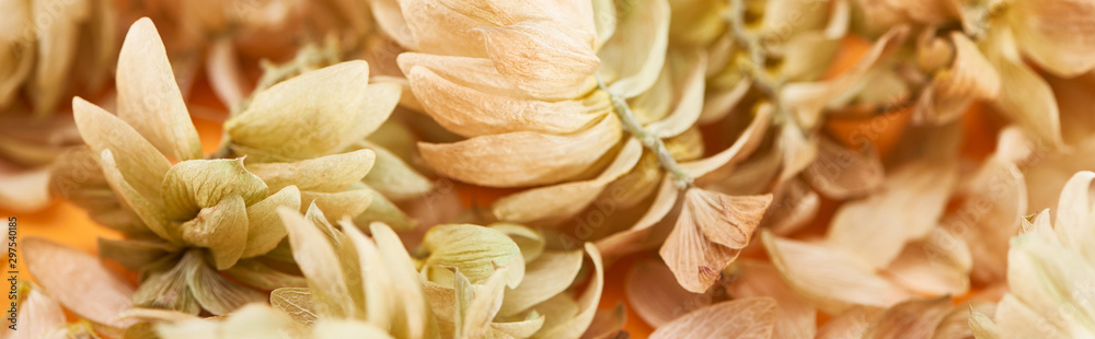 close up view of dry hop seed cones near petals on yellow, panoramic shot
