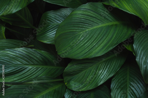 Close up green leaves of Peace lily.