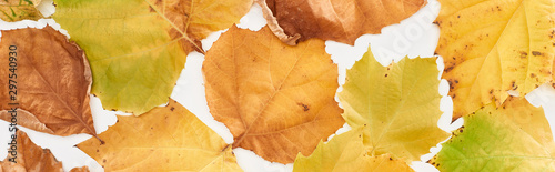 panoramic shot of bright yellow leaves of maple isolated on white