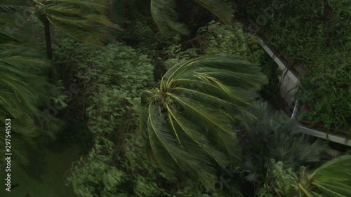 Palm Tree Sways In Powerful Hurricane Wind photo