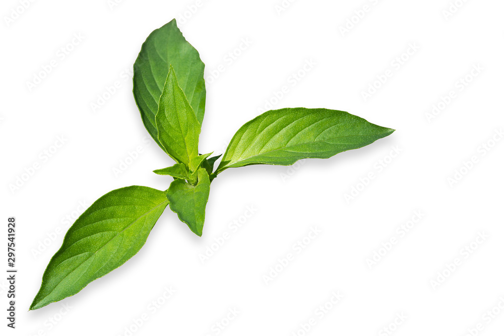 Green leaves isolated on a white background,Basil leaves