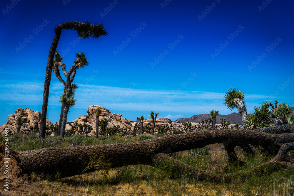 Obraz premium Joshua Tree