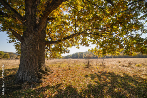 Huge centennial oak tree on a field in the autumn