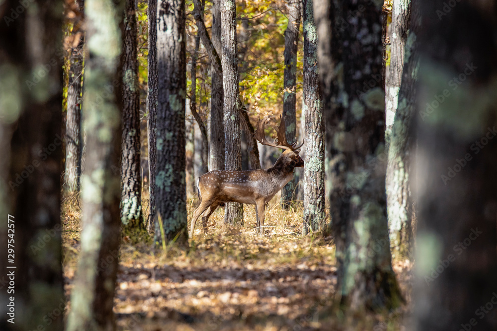 Fallow deer buck (Dama dama) in the forest.