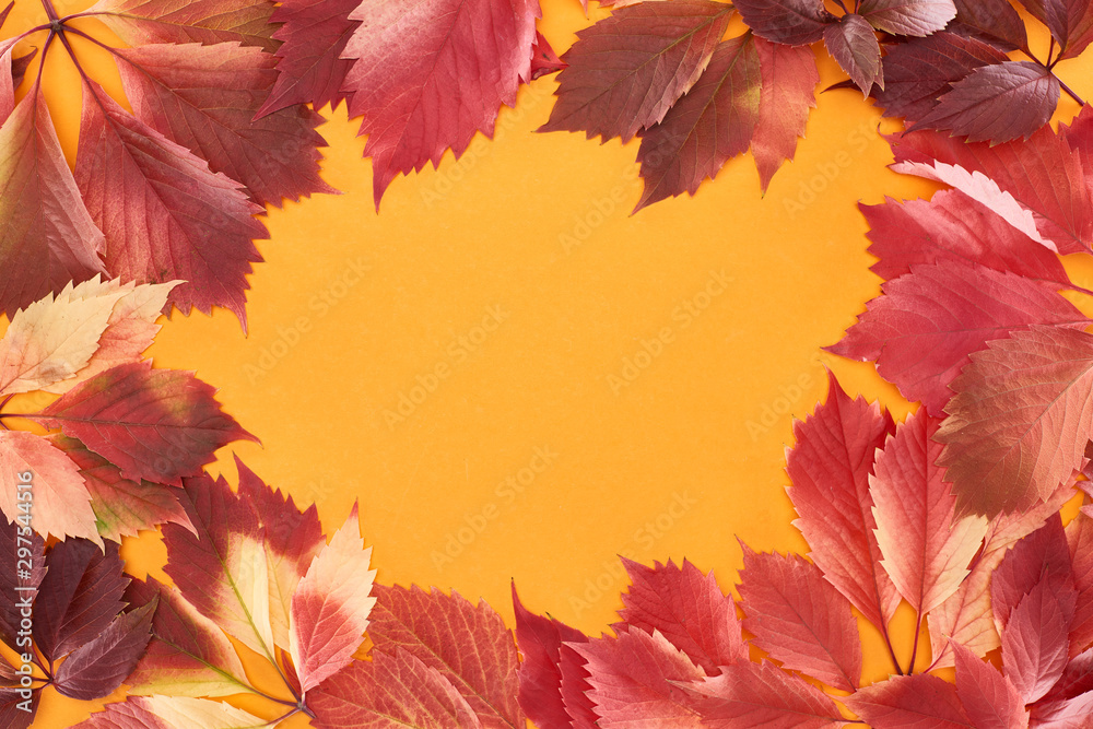 frame of colorful red leaves of wild grapes isolated on yellow with copy space