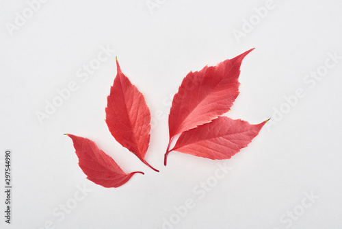 top view of bright red leaves of wild grapes isolated on white background