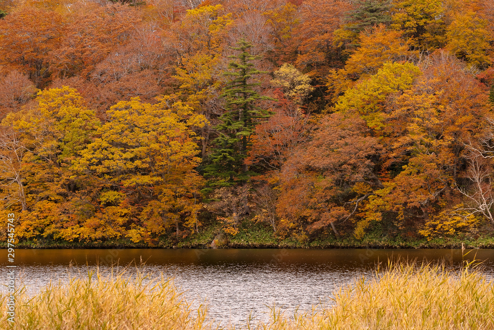 秋田県大沼 紅葉の森の景色 Stock Photo Adobe Stock