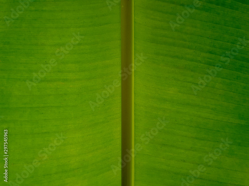 close-up Fresh Green Banana Leaf