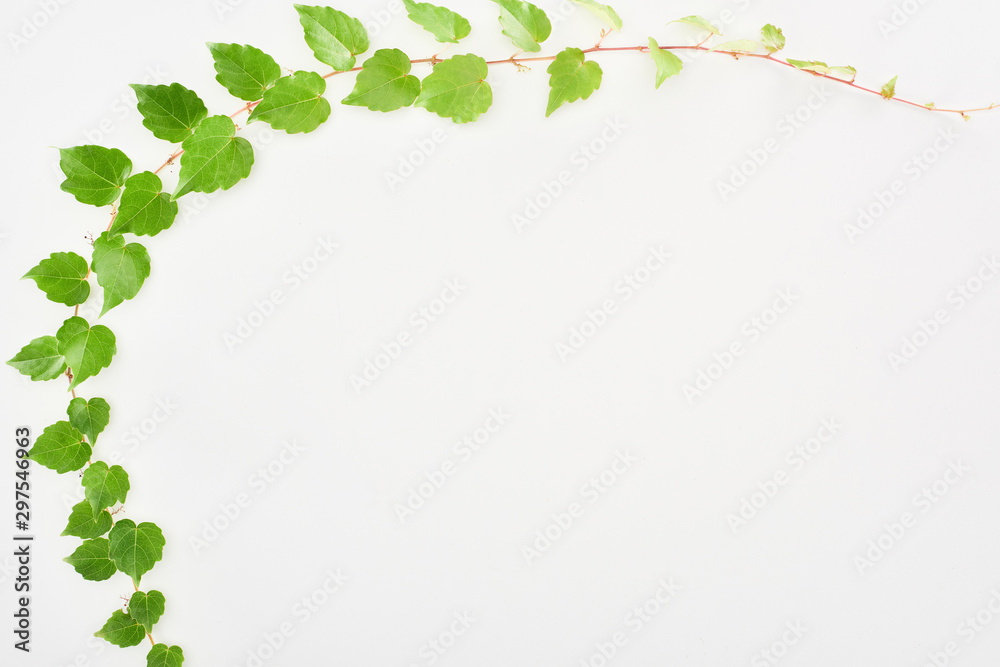 top view of hop plant twig with green leaves isolated on white with copy space