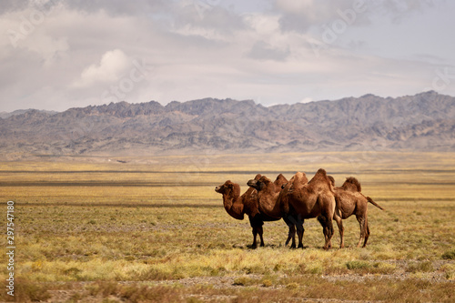 Bactrian camel in the Gobi desert of Mongolia  beautiful closeup portrait