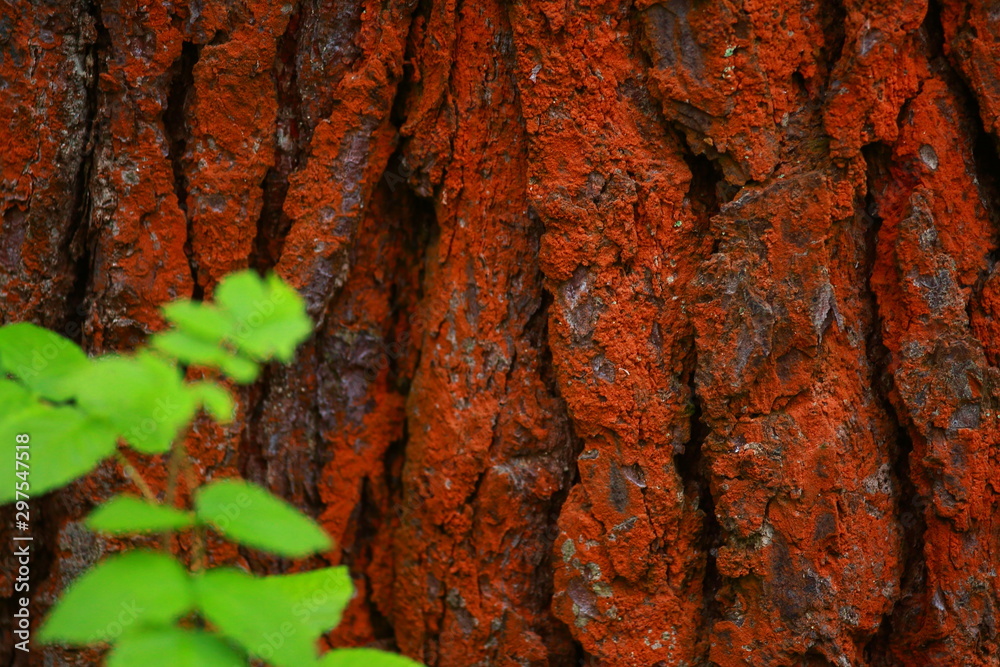 Tree Bark with Red Lichen and Green Stem Tree Bark with Red Lichen and Green Stem