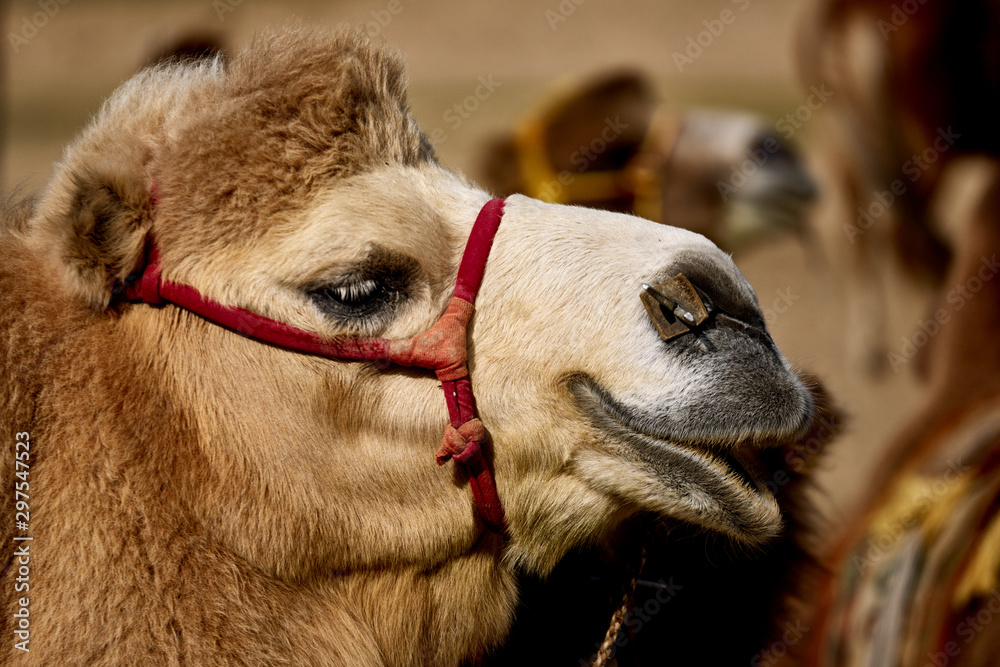 Obraz premium Bactrian camel in the Gobi desert of Mongolia, beautiful closeup portrait