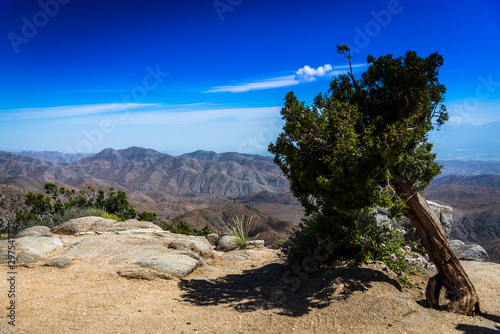 Joshua Tree