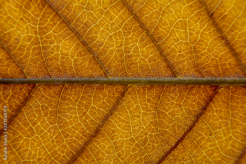 Obraz premium close up of brown leaf texture with leaf veins for background center focus