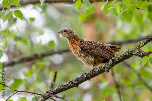 Capercaillie chick sitting on a tree branch