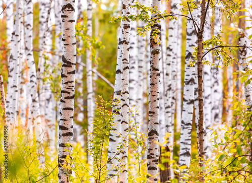 Birch trees with autumn yellow leaves on a sunny day