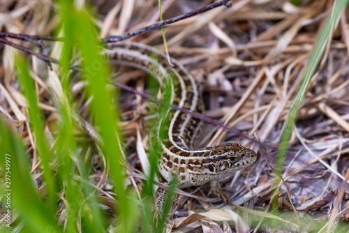 Viviparous lizard among dry grass