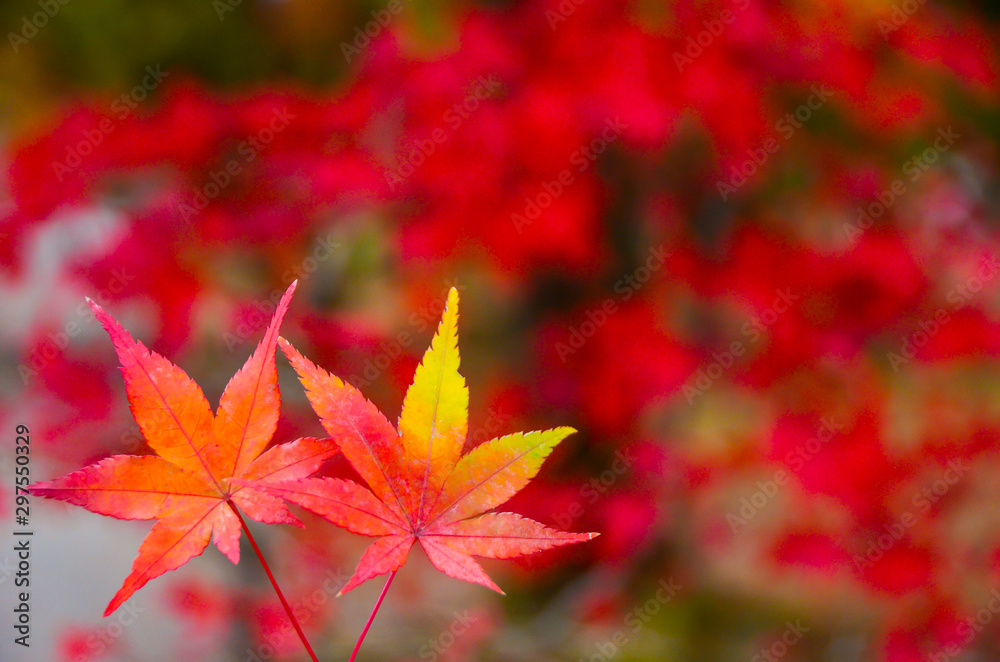 colorful tree reflect with green water in pool in Japan in Autumn colorful tree reflect with green water in pool in Japan in Autumn