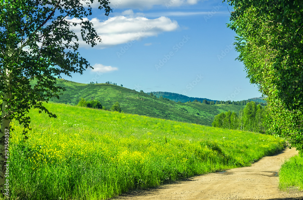 Obraz premium Winding Highland Country Road with Grassy Hillside and Birch Trees along the Road on a Hot Summer Day.
