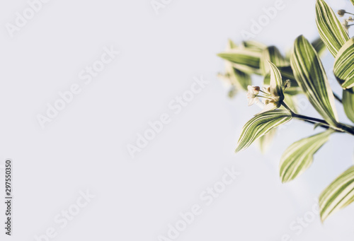 Fresh and bright hanging plant
