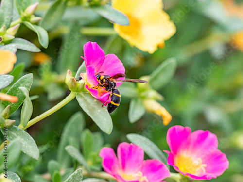 Parancistrocerus potter wasp in a flower garden 6
