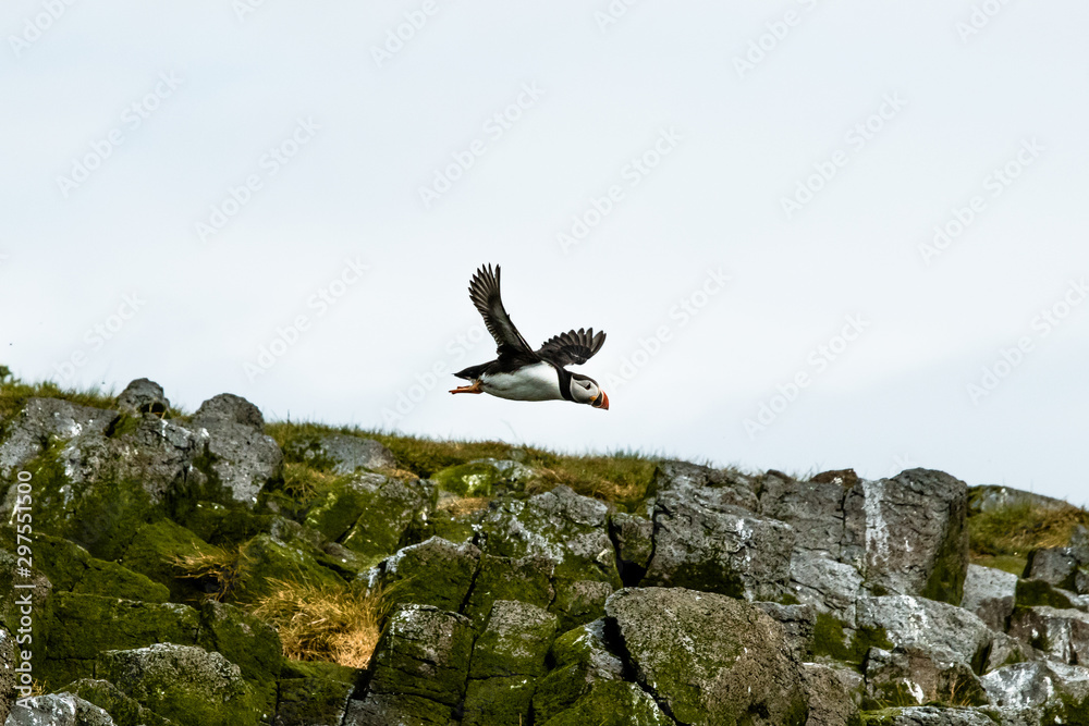 flying puffins