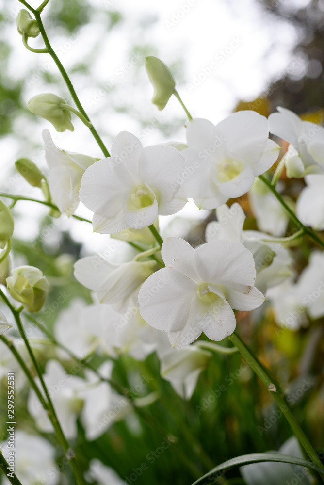 White orchids against white bokeh White orchids against white bokeh