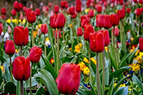 field of red tulips