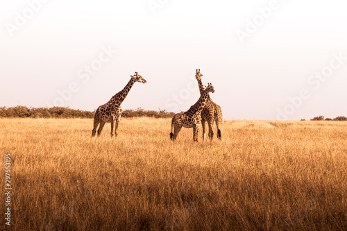 Fototapeta Naklejka Na Ścianę i Meble -  African safaris and Landscapes