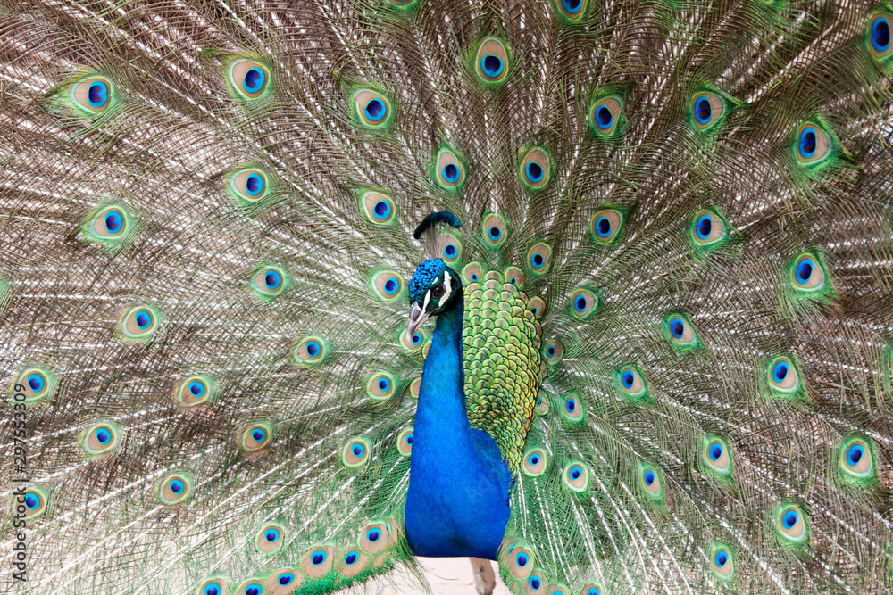 Obraz premium showy peacock