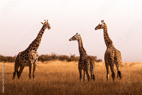 african safaris