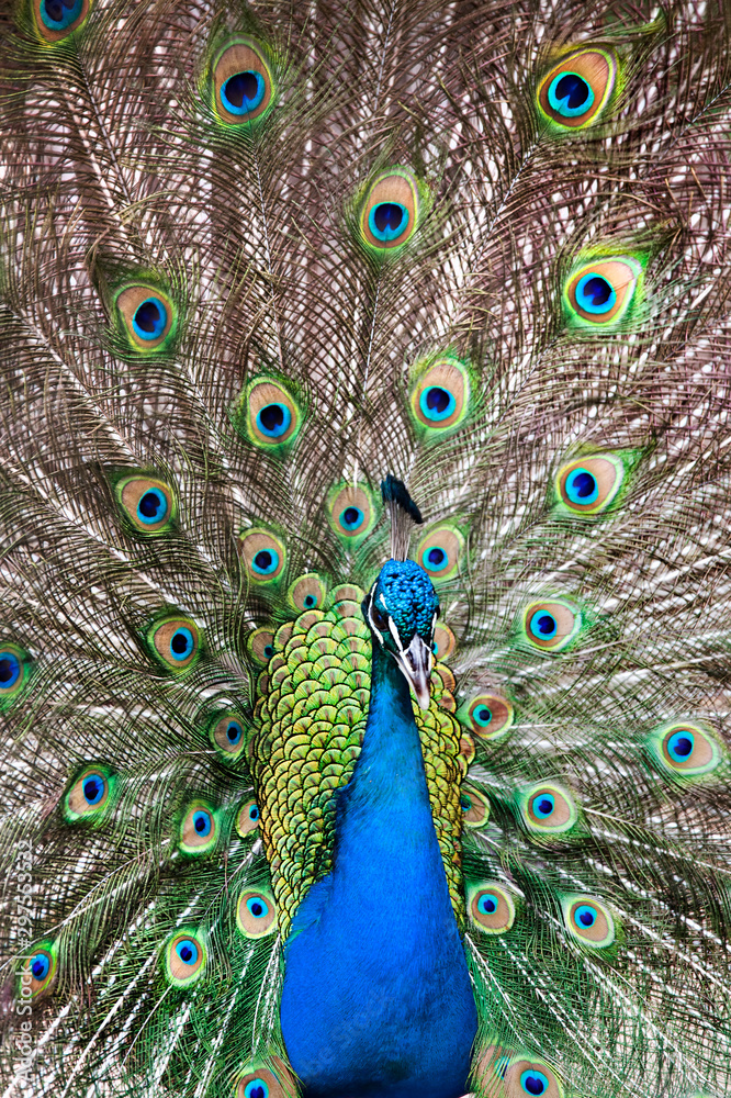 Obraz premium showy peacock