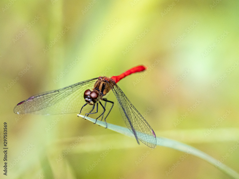 sympetrum risi yosico meadowhawk darter dragonfly 5 sympetrum risi yosico meadowhawk darter dragonfly 5