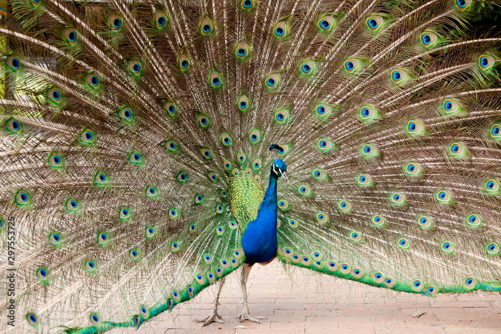 Obraz premium showy peacock