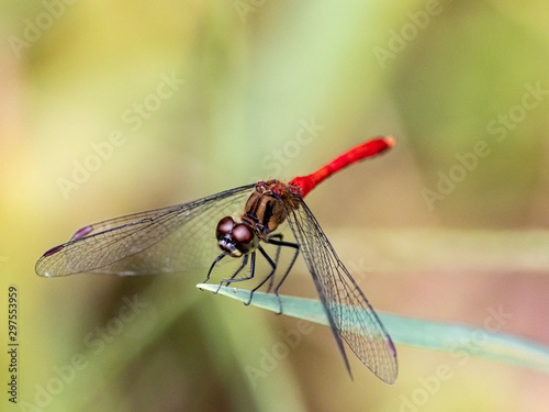 sympetrum risi yosico meadowhawk darter dragonfly 7