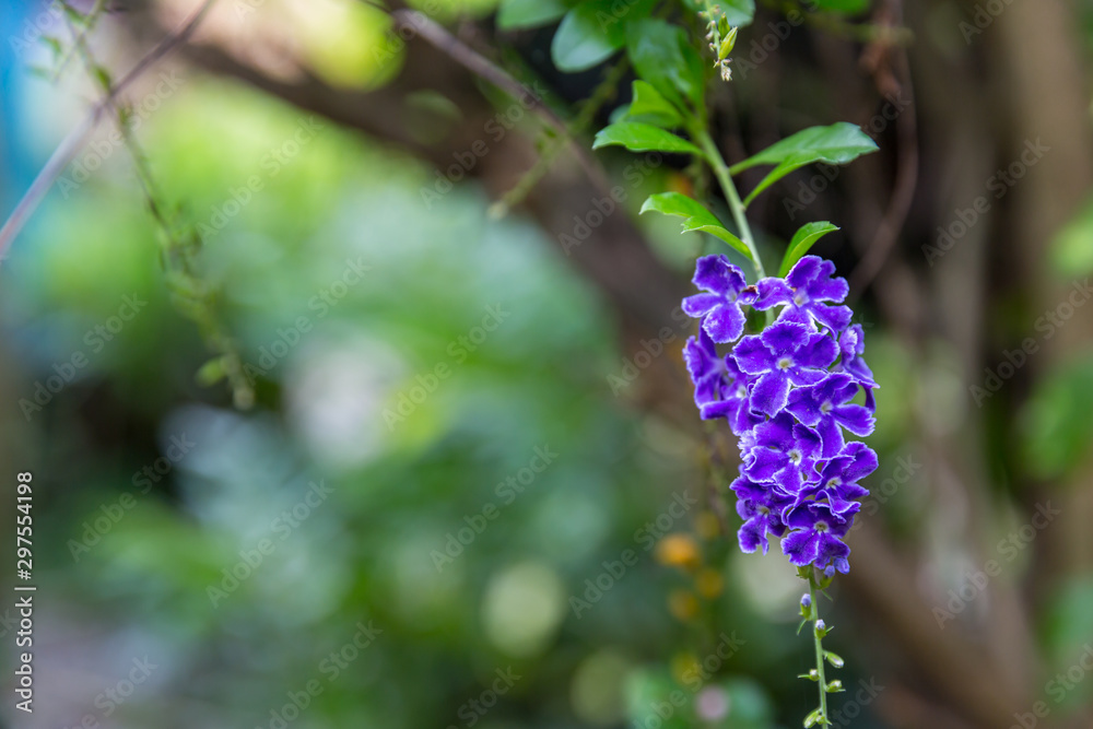 The blossoming weet of Purple inflorescence flower. image for background, wallpaper, copy space, backdrop and objects. beautiful nature background The blossoming weet of Purple inflorescence flower. image for background, wallpaper, copy space, backdrop and objects. beautiful nature background