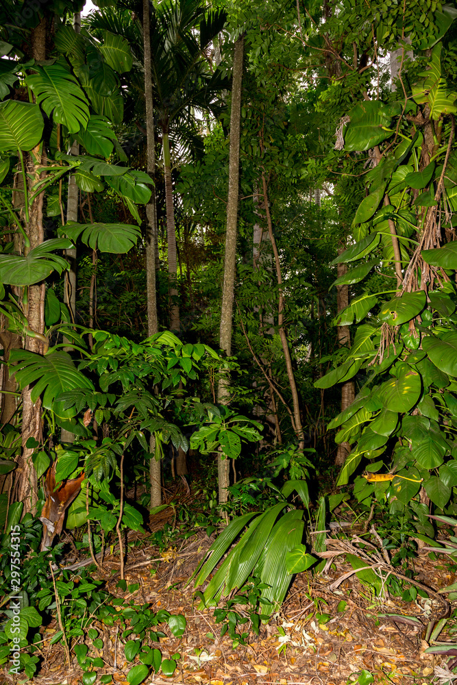 a typical rainforest scene a typical rainforest scene